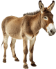 animal