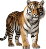 animal